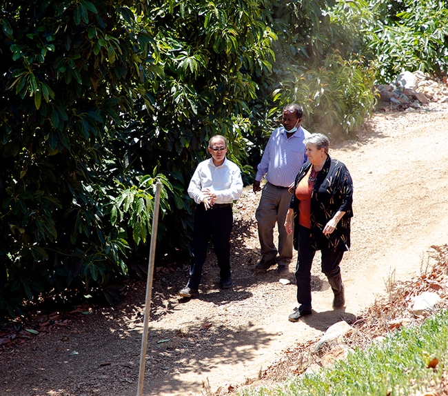 Ali Montazar, Oli Bachie and Glenda Humiston walk beside an avocado orchard.