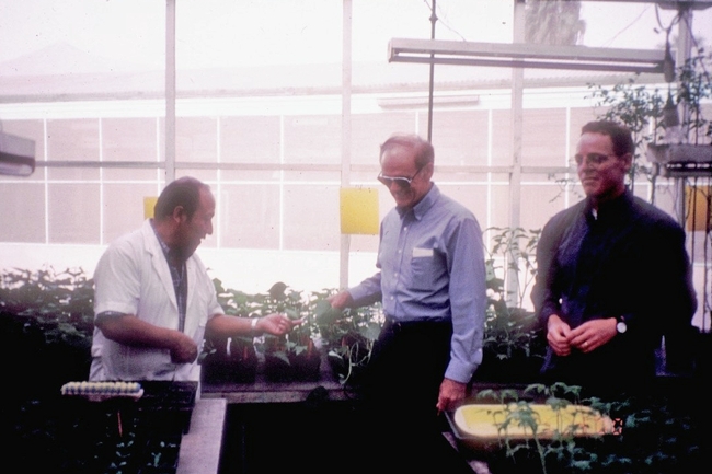 Three guys in a greenhouse looking at seedlings.