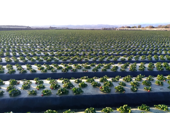 Field of strawberries