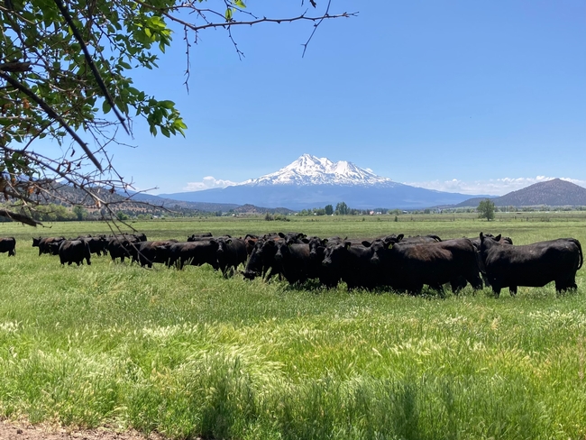 Black cattle graze in a pasture with a snow-capped Mount Shasta in the background.