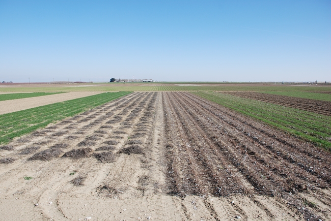 Experimental field in which conservation tillage with and without cover crops are being compared to standard tillage systems.