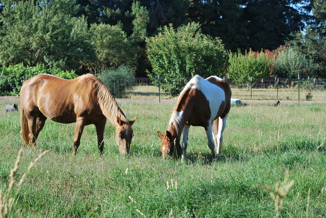 Two horses graze in a fenced, grassy pasture.