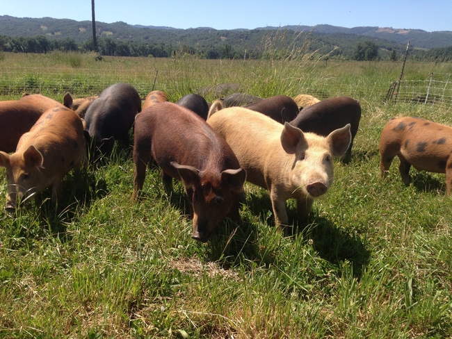 Brown, beige and caramel-colored pigs root around in a grassy pasture.