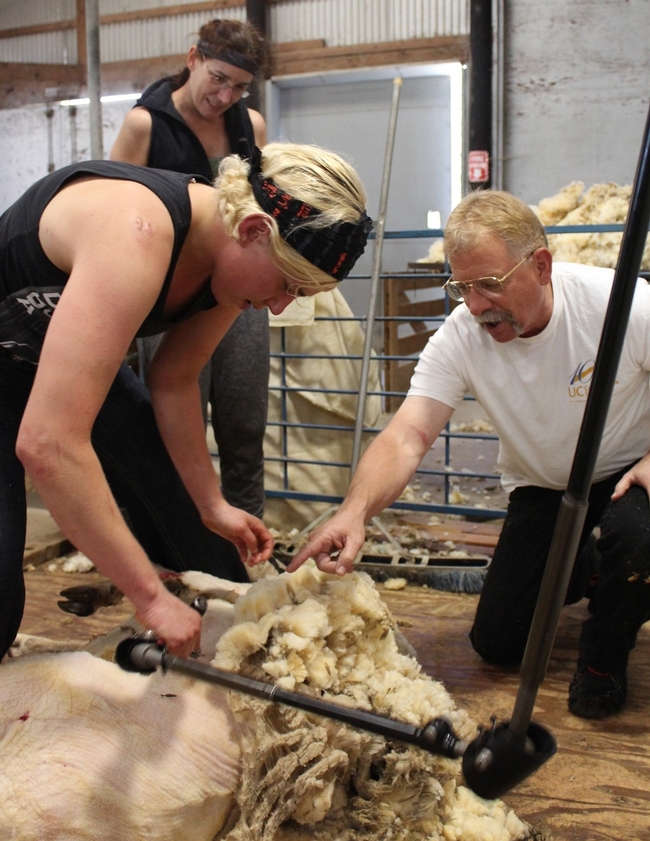 Harper, speaking to a blonde student, points to a spot on a sheep that's being sheared. A person in background observes.