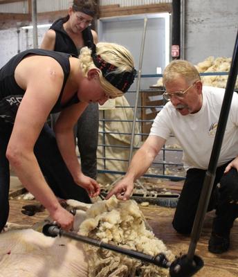Shearing students, ranchers flock to livestock advisor Harper