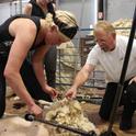 John Harper gives sheep shearing pointers. Most of the sheep shearers currently working in California have graduated from his sheep shearing school, which started in 1993.