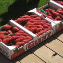 Strawberry-berry crate