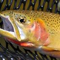Fish biologist Peter Moyle says most native fishes, like this cutthroat trout, will suffer population declines and some face extinction from climate change.