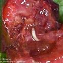 Drosophila suzukii larva damage cherries.