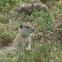 Researchers found a sharp decrease in range for  the Belding’s ground squirrel, but noted some surprising  areas where the species found refuge. (Toni Lyn Morelli  photo)
