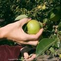 UC has cost estimates for growing pears conventionally and organically.