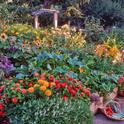 A showy garden bed with a mix of ornamentals and vegetables. (Photo: Rosalind Creasy)