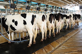 cows shown from behind, lined up at milking stations