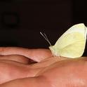 The first cabbage white butterfly of the New Year, collected Jan. 21 by Art Shapiro. (Photo by Kathy Keatley Garvey)