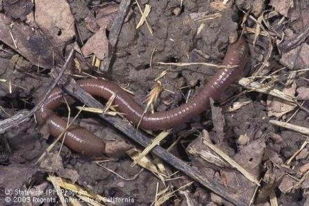 Photo of an earthworm on soil.