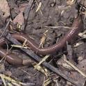 Earthworms likely increase greenhouse gas emissions several ways.