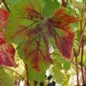 UC Davis researchers suspect that red blotch disease is widespread wherever grapes are grown. (Photo: UC Regents)