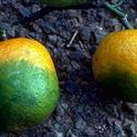 Huanglongbing is probably the most devastating citrus disease threatening the global citrus industry.