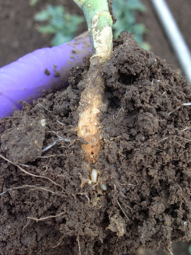Root maggots are less than 1/3 of an inch and tunnel through the crop roots.