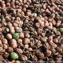 UC now has cost estimates for growing conventional and organic walnuts.