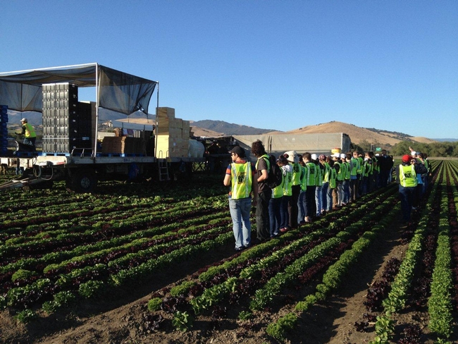 Learning about field packed lettuce in the Salinas Valley.