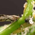 Adult Asian citrus psyllid (left) with yellow immature psyllids under the shoot.