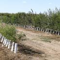 Rootstocks for almonds and stone fruits were tested for their resistance to the Prunus replant disease complex near Parlier.