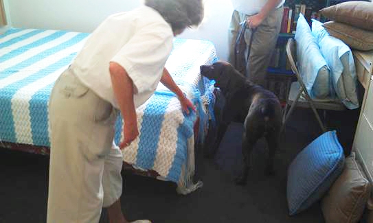 A dog sniffs around a bed as two handlers observe.