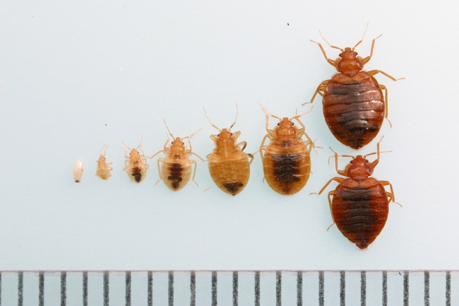 Developmental stages for bedbugs, from egg on left to adult on right. Photo by Dong-Hwan Choe