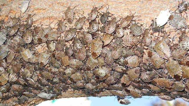 A close-up of aggregating brown marmorated stink bug.
