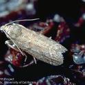 Adult raisin moth.