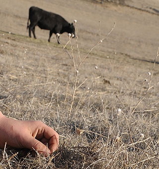 A lone blade of green grass suggests that drought is upon the rangeland, where ranchers fear a lack of water and forage. (Photo: Tracy Schohr)