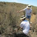 Interns measure plots of California sagebrush that have been injected with various levels of nitrogen as part of a three-year study to learn how air pollution is impacting native plants and fire risk. Photo: National Park Service