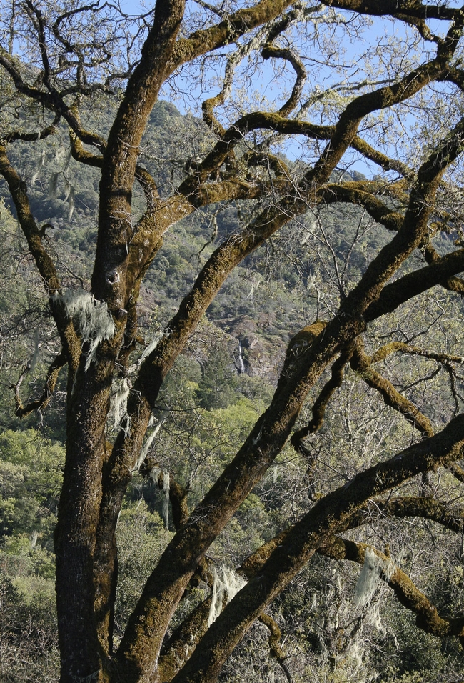 Valley Oaks are among the natural wonders in the San Joaquin Valley.