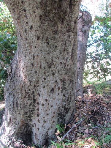 A coast live oak tree attacked by western oak bark beetle.
