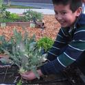Fourth-graders who participated in the nutrition program ate more vegetables.