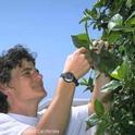 Cheryl Wilen, UC Cooperative Extension advisor,  monitors hibiscus for giant whiteflies.