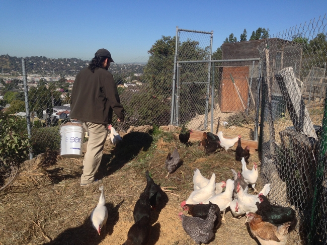 Before bringing home live chickens, check local zoning laws. Photo by Zachary Zabel, Cultivate Los Angeles