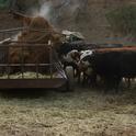Cows attacking rice strawlage as a tractor drops it into the feeder.