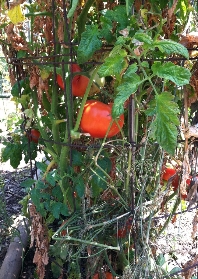 People saved more money by growing more high-value crops such as tomatoes that grow vertically.