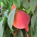 UC researchers are experimenting with peaches on semi-dwarfing rootstock.