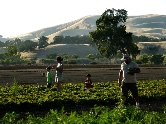 A family enjoys picking vegetables on a farm in the Capay Valley.