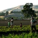 A family enjoys picking vegetables on a farm in the Capay Valley.