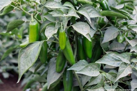 Jalapeños are a standard among chile peppers.