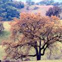 Oak woodlands are the most biologically diverse habitat in the state of California.