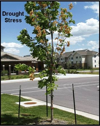 Drought-stressed trees are more prone to damage from diseases and insects.