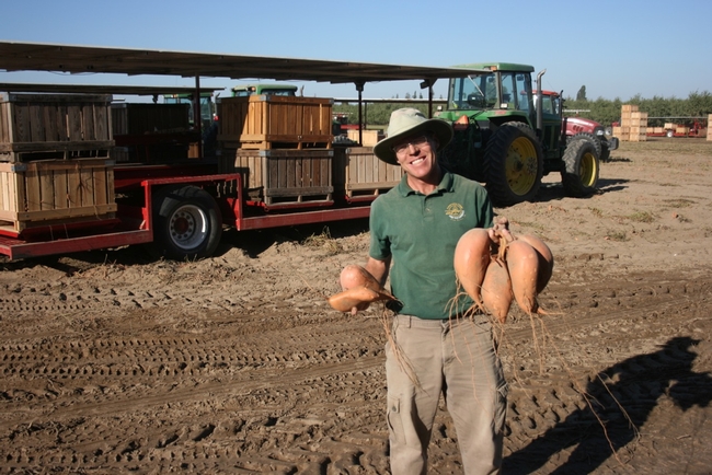 Scott Stoddard holds Bellevue sweetpotatoes, a new variety identified in an evaluation trial that is a joint effort of UCCE, LSU and NCSU.