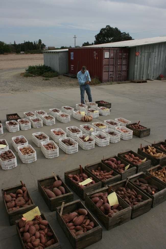 LSU professor Don LaBonte makes notes on sweetpotato varieties harvested in Merced County.
