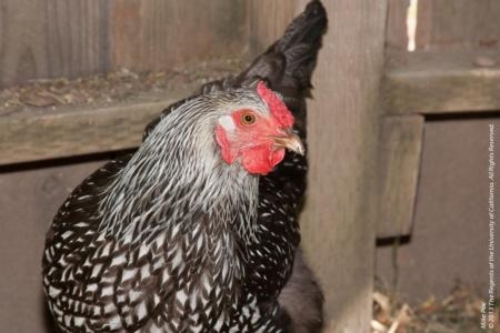 Poultry owners urged to watch for signs of avian influenza in chickens.