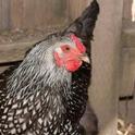Poultry owners are urged to watch for signs of avian influenza in chickens.